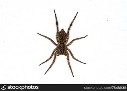 Wolf Spider isolated on white