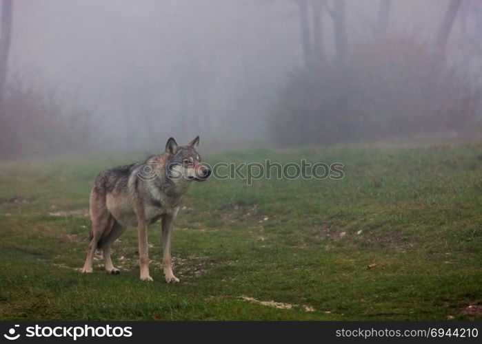 Wolf standing in a field in autumn. European gray wolf