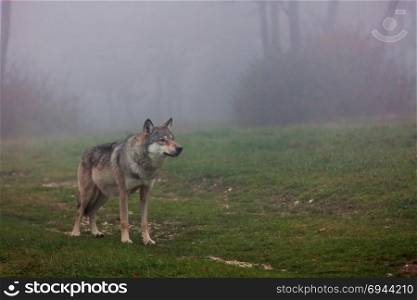 Wolf standing in a field in autumn. European gray wolf