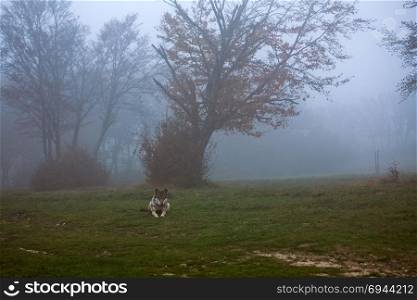 wolf waiting in a foggy forest. European gray wolf