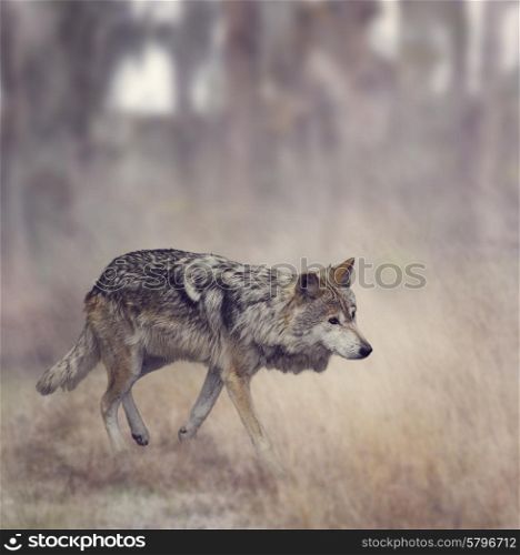 Wolf Walking In The Woods