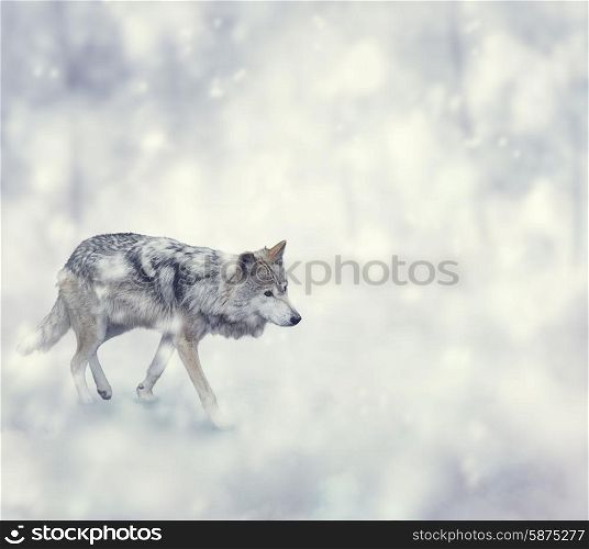 Wolf Walking on The Snow