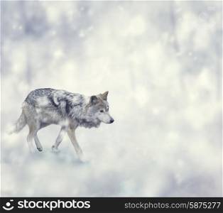 Wolf Walking on The Snow