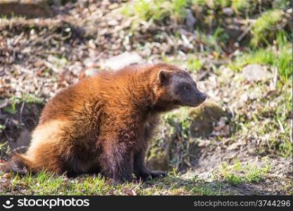 Wolverine, Gulo gulo, sitting on a meadow also called glutton, carcajou, skunk bear, or quickhatch