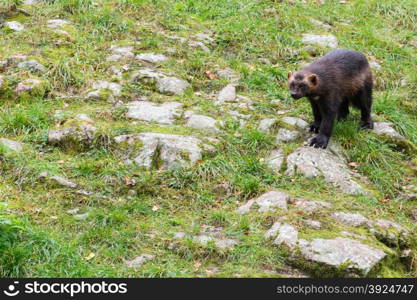 Wolverine, Gulo gulo, sitting on a meadow also called glutton, carcajou, skunk bear, or quickhatch