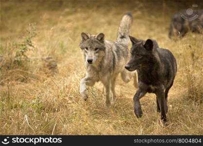 Wolves in field