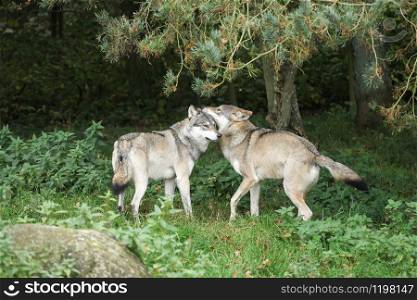 Wolves playing in the nature