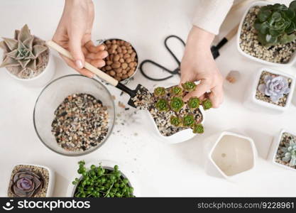 Woman adding soil into pot with Aeonium house while planting potting.. Woman adding soil into pot with Aeonium house while planting potting