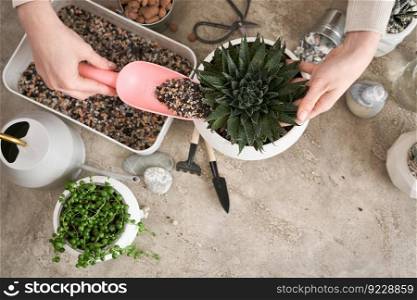 Woman adding soil to pot with Aloe Aristata house plant planted.. Woman adding soil to pot with Aloe Aristata house plant planted
