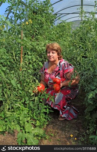 woman agronomist in plastic hothouse amongst tomato