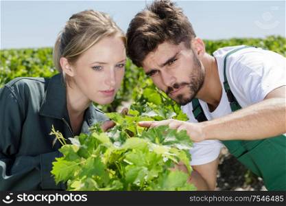 woman and man working in vineyard