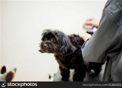 Woman are cutting hair a dog in pet shop with background.