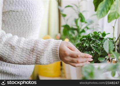 Woman caring for house plants in pots. Eco-friendly hobby and sustainable lifestyle. Growing potted flowers. Home garden.. Woman caring for house plants in pots. Eco-friendly hobby and sustainable lifestyle. Home garden.