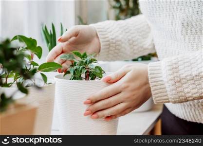 Woman caring for house plants in pots. Home hobby gardening.. Woman caring for house plants in pot. Home hobby gardening.