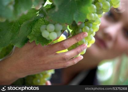 Woman checking grapes in a vineyard