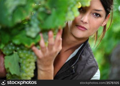 Woman checking the ripeness of grapes in a vineyard