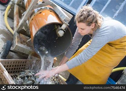 woman cleaning oysters