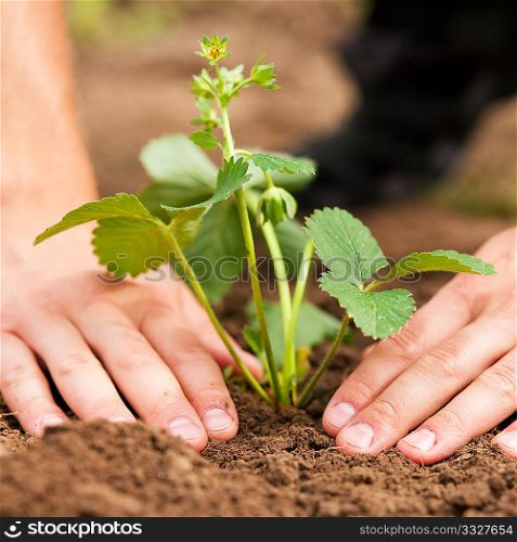 Woman (close up on hand) planting strawberry seedling in her garden