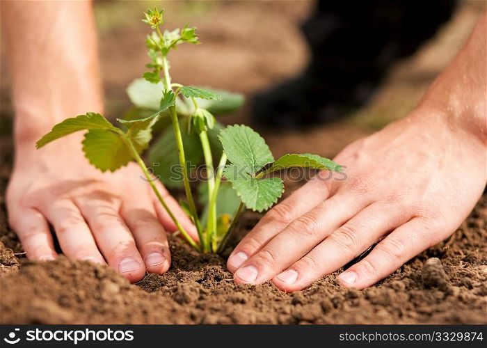 Woman (close up on hand) planting strawberry seedling in her garden