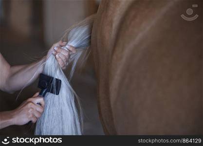 Woman combing tail of horse