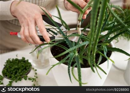 Woman cutting Potted aloe House plant with a secateurs.. Woman cutting Potted aloe House plant with a secateurs