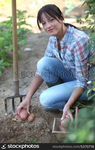 Woman digging potatoes in the garden