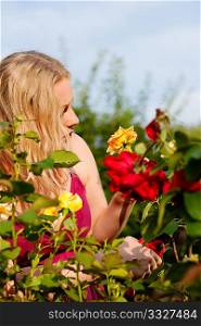 Woman doing garden work cutting the roses at beautifully sunny day