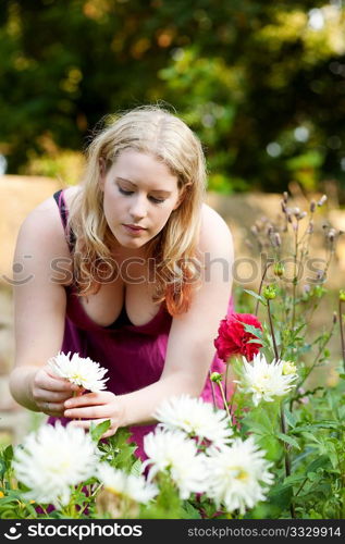 Woman doing garden work in the chrysanthemums on a beautiful summer day
