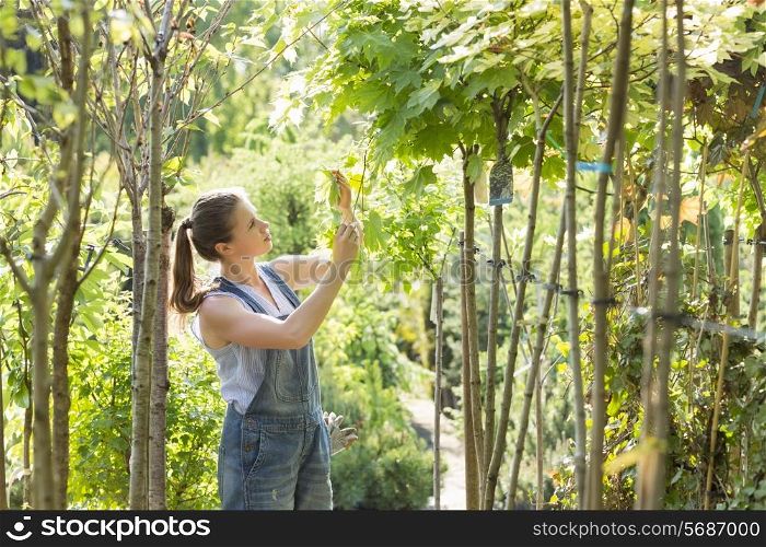 Woman examining leaves at garden center