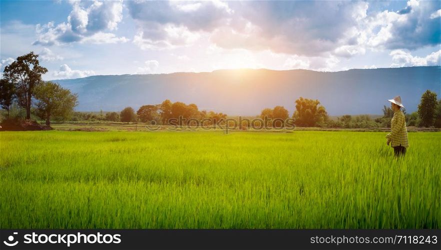 Woman farmer staring green rice seedlings in a paddy field with beautiful sky and cloud, The sun setting over a mountain range in the background, Rural scene phuluang mountains in Thailand