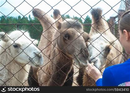 woman feeding camels. Young attractive woman feeding camels