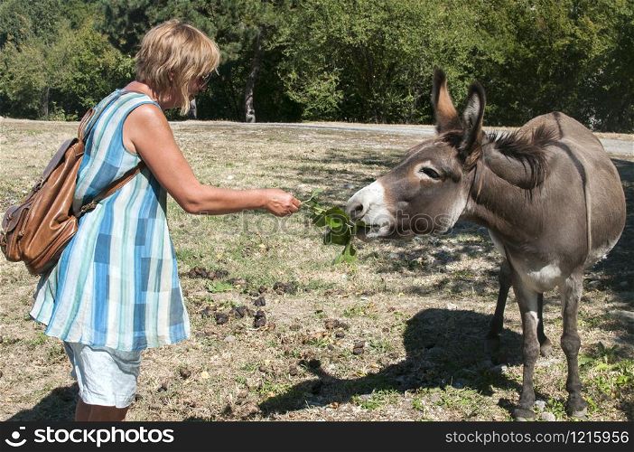 Woman feeding donkey on meadow in sunny summer day