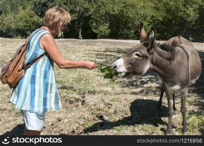 Woman feeding donkey on meadow in sunny summer day
