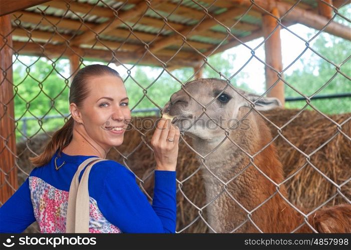 woman feeding lama. Young attractive woman feeding lama