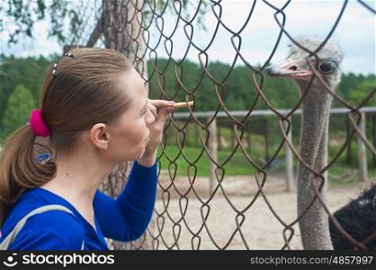 woman feeding ostrich . Young attractive woman feeding ostrich