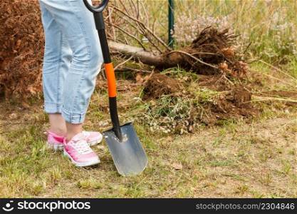 Woman gardener digging hole in ground soil with shovel for removal withered dried thuja tree from her backyard. Yard work around the house. Woman digging hole in garden