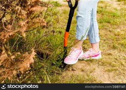 Woman gardener digging hole in ground soil with shovel for removal withered dried thuja tree from her backyard. Yard work around the house. Woman digging hole in garden