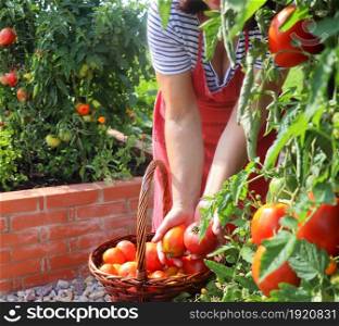 Woman gardener picking vegetables, tomatoes .Raised beds gardening in an urban garden growing plants herbs spices berries and vegetables. A modern getable garden with raised bricks beds .