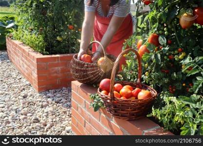 Woman gardener picking vegetables, tomatoes .Raised beds gardening in an urban garden growing plants herbs spices berries and vegetables. A modern getable garden with raised bricks beds .