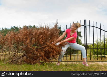 Woman gardener removing and pulling withered dried thuja tree from her backyard. Hard yard work around the house. Woman removing pulling dead tree