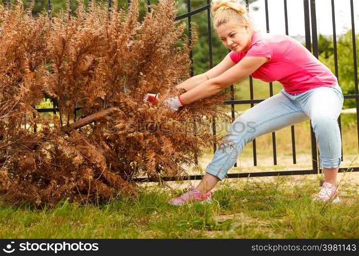 Woman gardener removing and pulling withered dried thuja tree from her backyard. Hard yard work around the house. Woman removing pulling dead tree