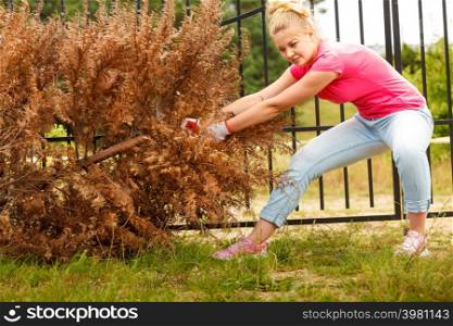 Woman gardener removing and pulling withered dried thuja tree from her backyard. Hard yard work around the house. Woman removing pulling dead tree