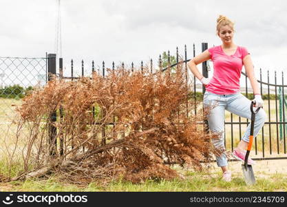 Woman gardener removing withered dried thuja tree from her backyard. Yard work around the house. Woman removing dead tree