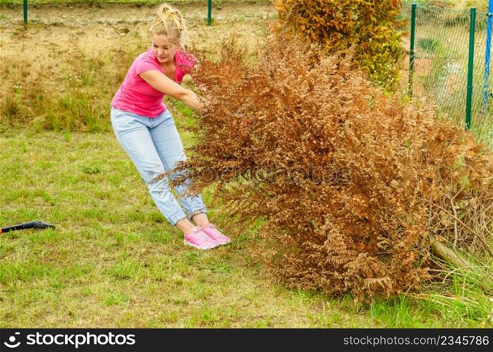 Woman gardener removing withered dried thuja tree from her backyard. Yard work around the house. Woman removing dried thuja tree from backyard
