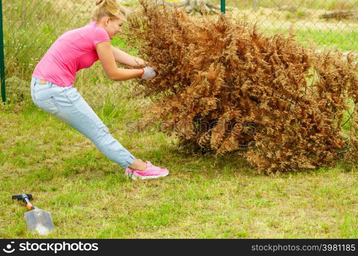 Woman gardener removing withered dried thuja tree from her backyard. Yard work around the house. Woman removing dried thuja tree from backyard