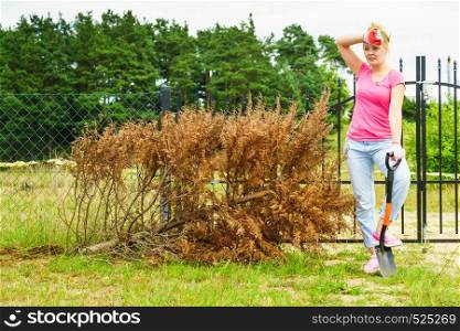 Woman gardener removing withered dried thuja tree from her backyard. Yard work around the house. Woman removing dried thuja tree from backyard