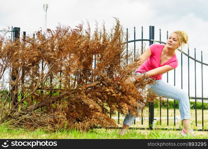 Woman gardener removing withered dried thuja tree from her backyard. Yard work around the house. Woman removing dried thuja tree from backyard