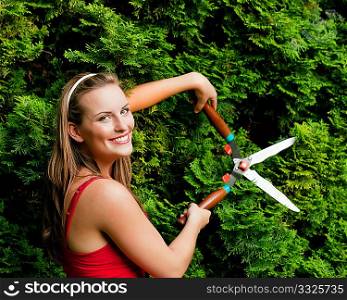 Woman gardener trimming the hedge in her garden in summer