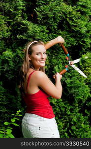 Woman gardener trimming the hedge in her garden in summer