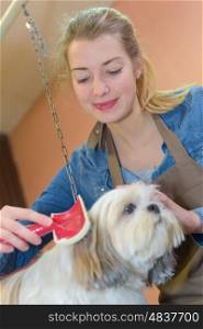 Woman grooming dog